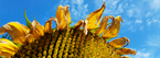 Sonnenblumenausschnitt